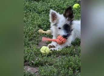 HARPER ein Sonnenschein