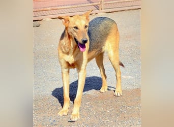 KOBI-liebenswerter Schatz möchte ein Zuhause finden