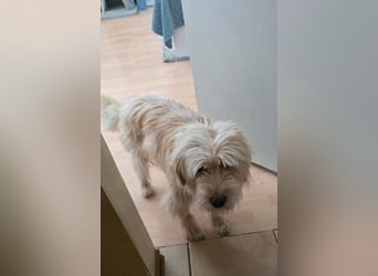 FIPS ein kleiner Wuschel
