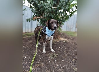 LEON der feine Hundejunge
