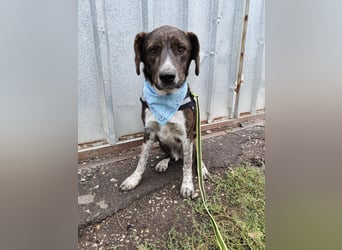 LEON der feine Hundejunge
