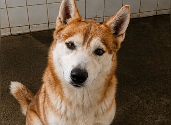 LAILA - eine bildschöne Husky-Dame