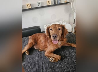 RHINO SOS