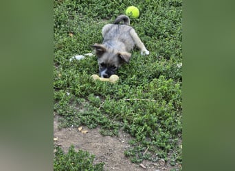 HUGO ein Sonnenschein