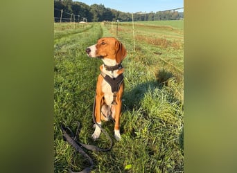 VIKTOR - verliert sein zuahuse!