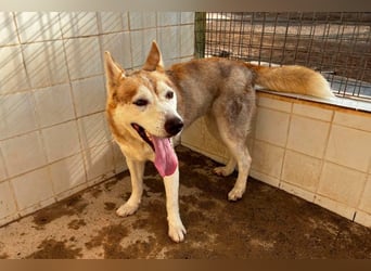 LAILA - eine bildschöne Husky-Dame