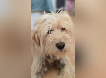 FIPS ein kleiner Wuschel