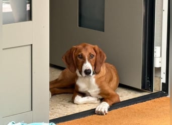 VIKTOR - verliert sein zuahuse!