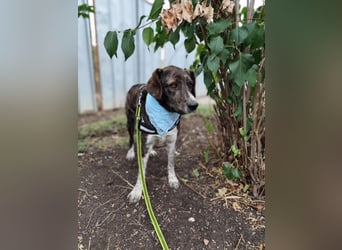 LEON der feine Hundejunge