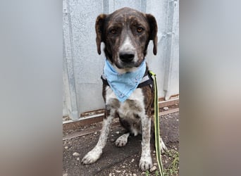 LEON der feine Hundejunge