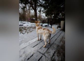 BELLA  die kleine Komikerin