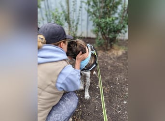 LEON der feine Hundejunge