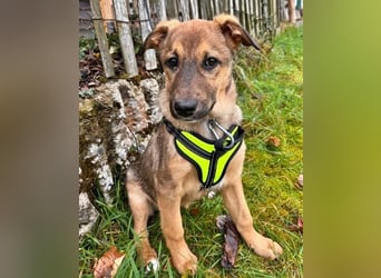 LIESCHEN - auf Pflege in Bayern!