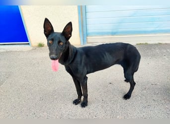 RAMONA die tapfere Hündin