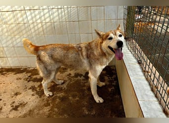 LAILA - eine bildschöne Husky-Dame