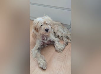 FIPS ein kleiner Wuschel