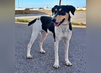 DOROTHY das feine Mädchen