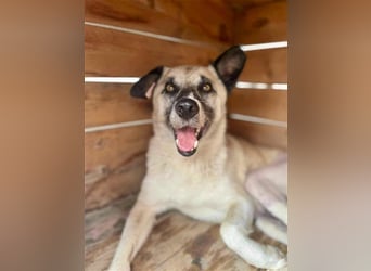 RICHIE,  SOS, liebenswerter zurückhaltender Rüde braucht Hilfe