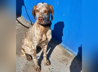 TINETTA eine zarte Hündin