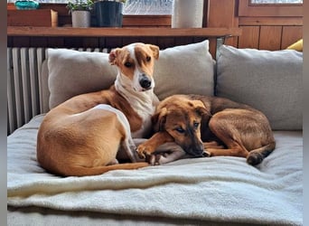 LIESCHEN - auf Pflege in Bayern!