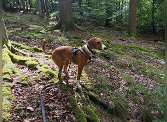 VIKTOR - verliert sein zuahuse!