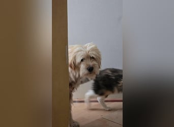 FIPS ein kleiner Wuschel