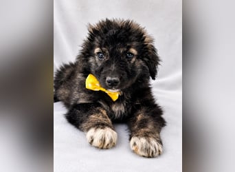BONBON - Vier kleine Seelen dürfen nicht im Tierheim verschwinden