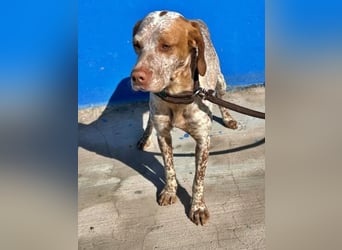 TINETTA eine zarte Hündin