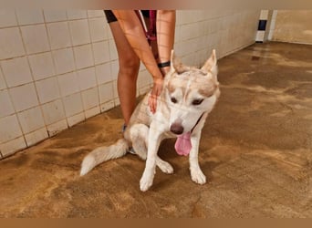 LAILA - eine bildschöne Husky-Dame