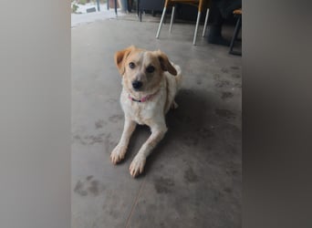 BELLA  die kleine Komikerin