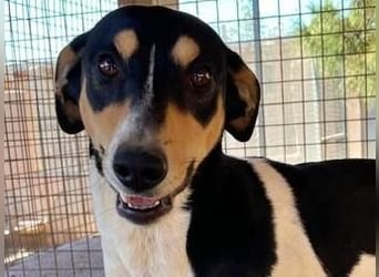 DOROTHY das feine Mädchen