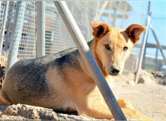 KOBI-liebenswerter Schatz möchte ein Zuhause finden