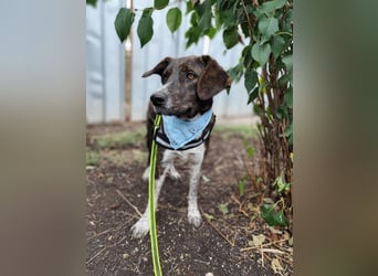 LEON der feine Hundejunge