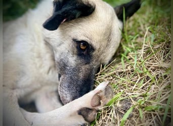 RICHIE,  SOS, liebenswerter zurückhaltender Rüde braucht Hilfe