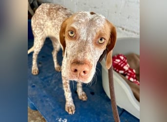 TINETTA eine zarte Hündin