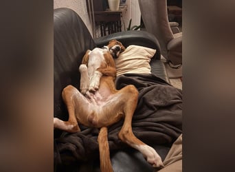 VIKTOR - verliert sein zuahuse!