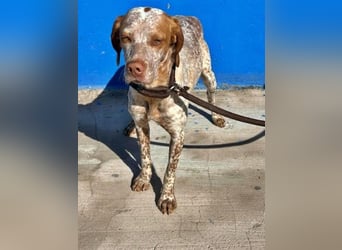 TINETTA eine zarte Hündin