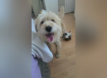 FIPS ein kleiner Wuschel