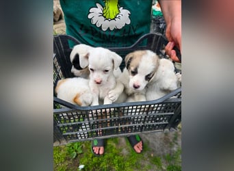ELLI und ihre Geschwister suchen Traumfamilien!