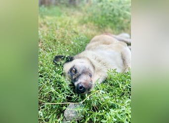 RICHIE,  SOS, liebenswerter zurückhaltender Rüde braucht Hilfe