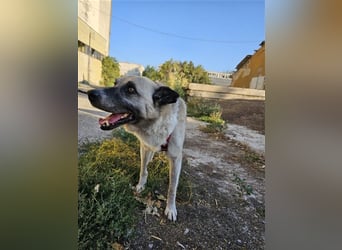 RICHIE,  SOS, liebenswerter zurückhaltender Rüde braucht Hilfe