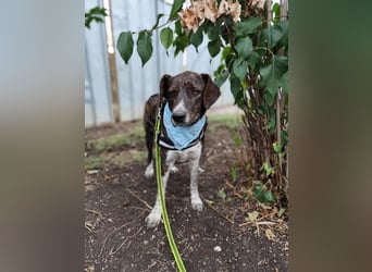 LEON der feine Hundejunge