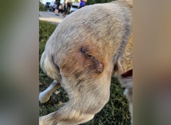 RICHIE,  SOS, liebenswerter zurückhaltender Rüde braucht Hilfe