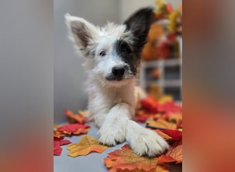 HARPER ein Sonnenschein