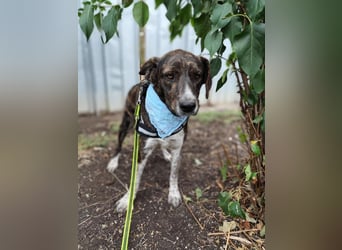 LEON der feine Hundejunge
