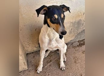 DOROTHY das feine Mädchen