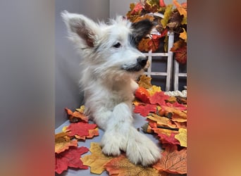 HARPER ein Sonnenschein