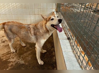 LAILA - eine bildschöne Husky-Dame