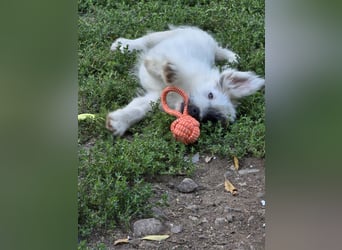HARPER ein Sonnenschein