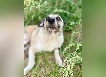 RICHIE,  SOS, liebenswerter zurückhaltender Rüde braucht Hilfe